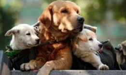 大狗最新爆料视频,揭秘视频背后的惊人真相