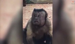 天津动物园爆料视频最新,神秘动物亮相引围观！