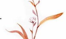 关于花季节最新爆料的文案,揭秘最新花季节秘闻大揭秘